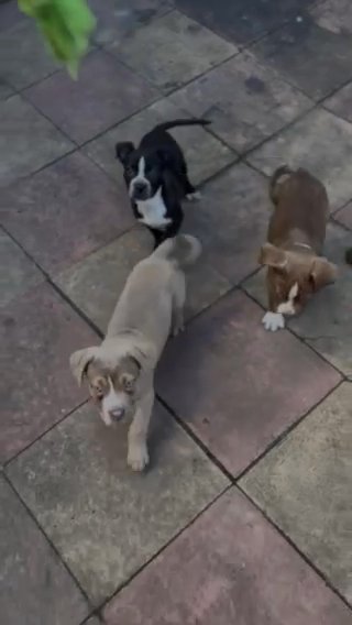 French Mastiff X American Bulldog Puppies in London