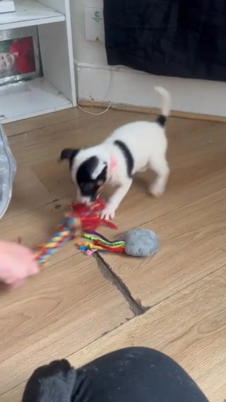 Spaniel x English Bull Terrier Puppy in London