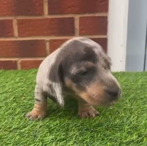 1 Girl Remaining Dapple Dachshund in Birmingham