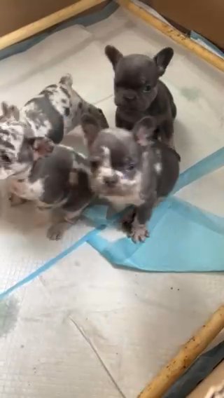 French Bulldogs in Wiltshire