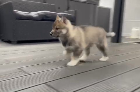 Kc Reg Siberian husky in Birmingham