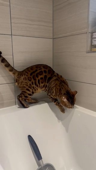 Bengal To Stud in London