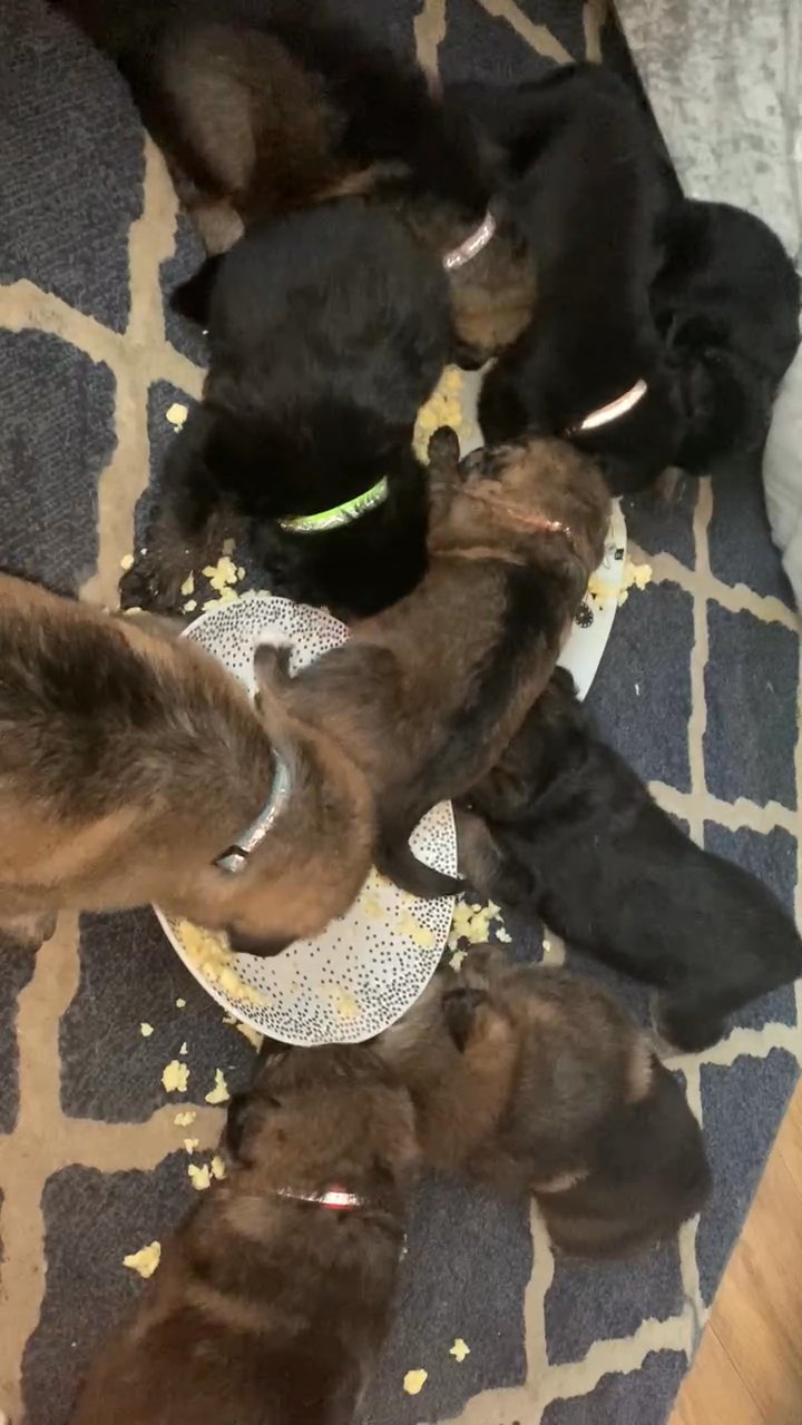 German shepherd pups in London