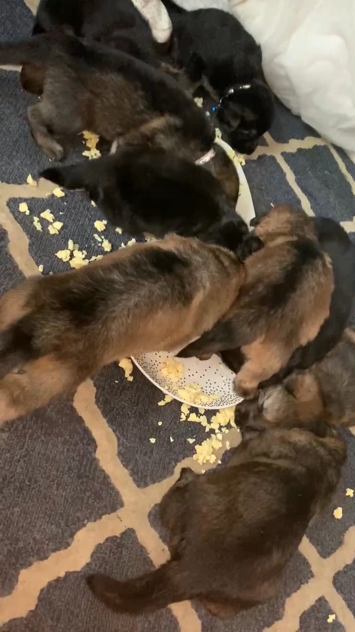 German shepherds puppies in London