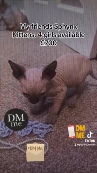 Stunning Sphynx Kittens!!! in Liverpool