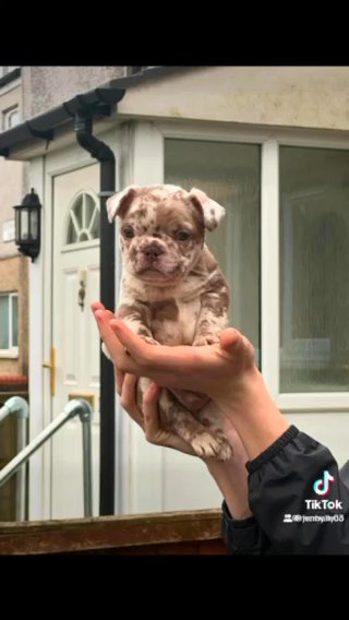 Fluffy Carrier French Bulldogs in Manchester