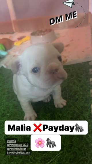 Platinum Isabella Female French Bulldog in Manchester
