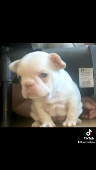 Platinum Isabella Female French Bulldog in Manchester