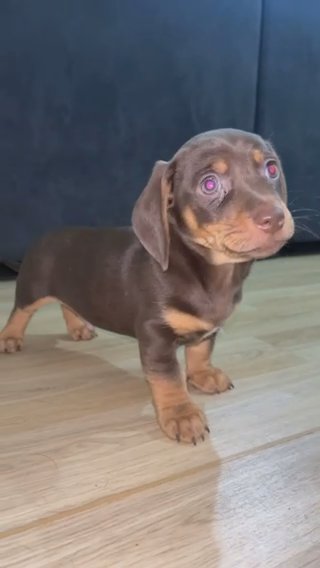 Minichure Dachshund in Kingston upon Hull