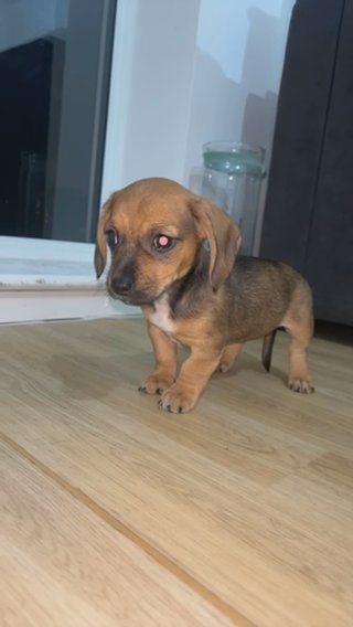Miniature Dachshund in Kingston upon Hull