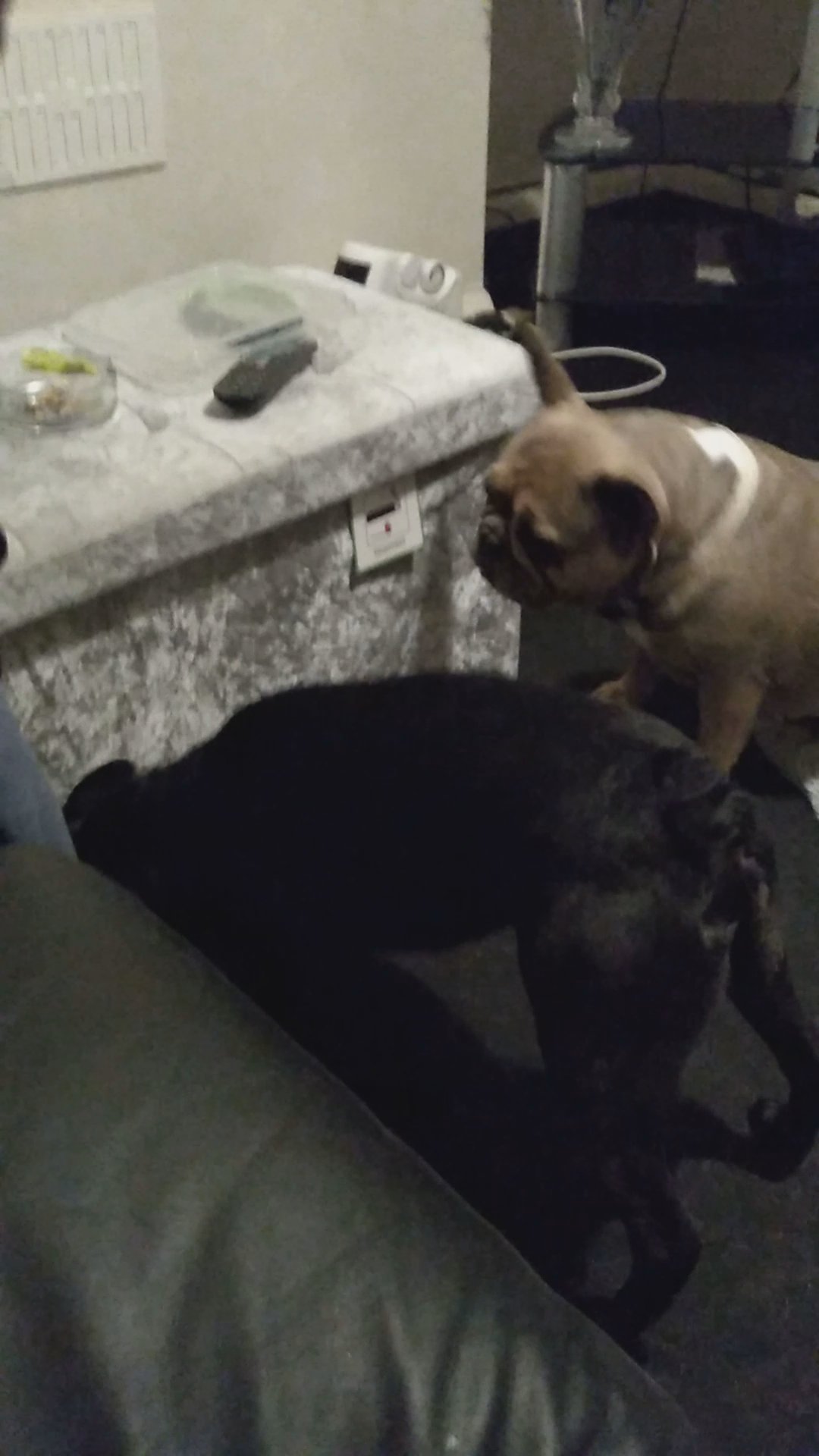 french bulldog girl in London