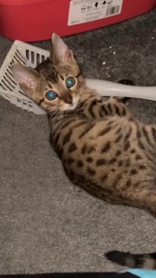 Bengal Kitten For Sale in Luton