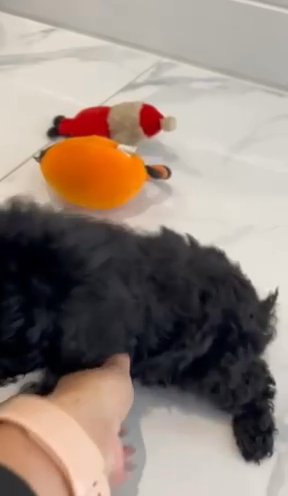 F1B phantom merle cockapoo puppies in North East Derbyshire