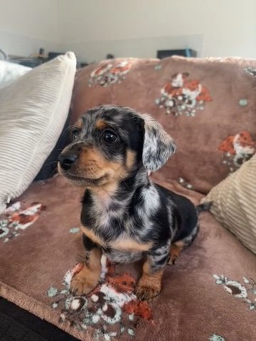 Miniature Dachshund in Kingston upon Hull