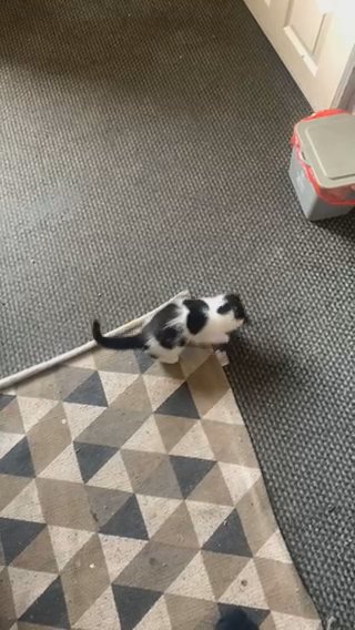 Black And White Ragdoll Kitten in Manchester