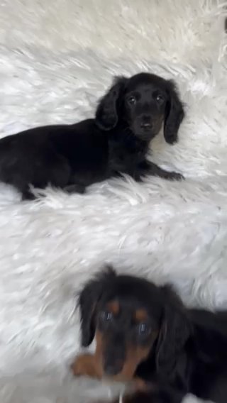 KC REG Long Haired Miniature dachshund babies. in Wolverhampton