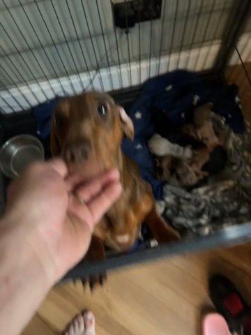 Miniature Dachshund in Walsall