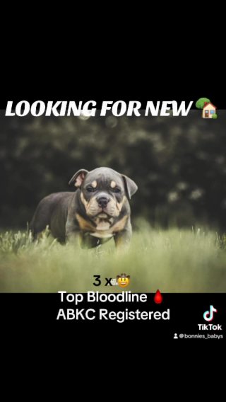 3x Cowboy Micro/Pocket American Bullys in Peterborough