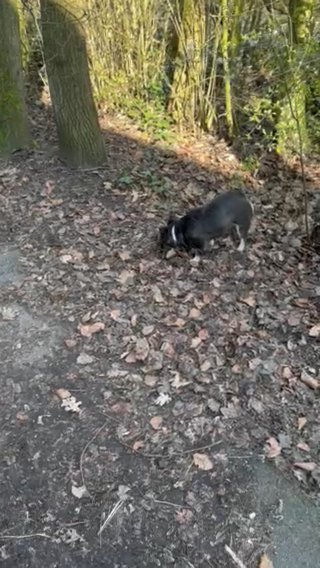 13 Month Old Fluffy Frenchie Girl in St. Helens