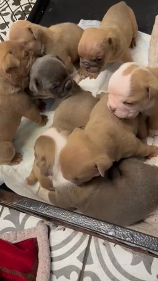 English Bulldog Puppies in Swansea