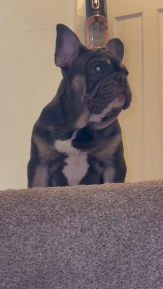 Blue And Tan Tri Male ? in London