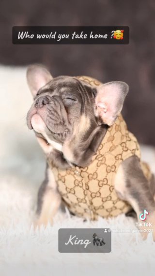 Adorable LILAC AND TAN TRI  Frenchie READY TO GO ?? in London