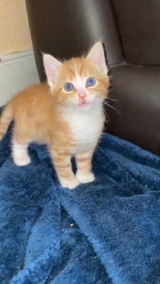 Beautiful American Shorthair in London
