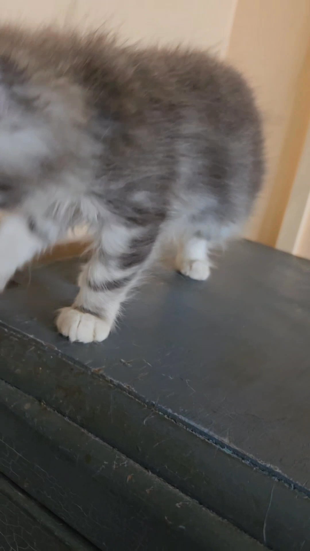 mix breed kitten in London