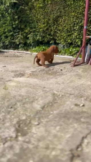 Health Tested Dogue De Bordeaux in Gloucester