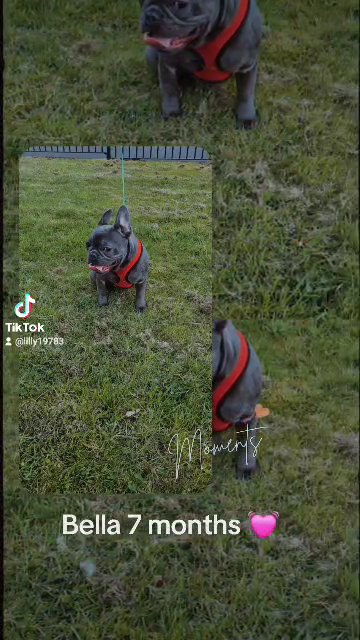French bulldog in Wolverhampton