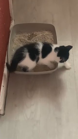 Ragdoll Kitten in Manchester