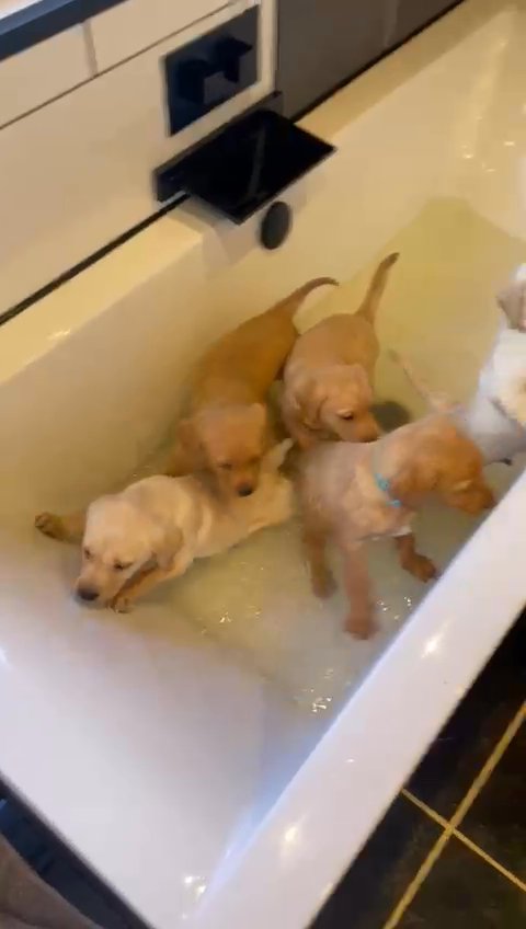 KC labrador puppies 2 left!! in Manchester
