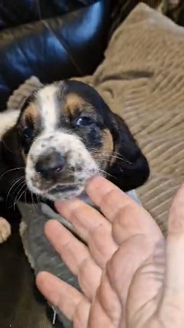 Pure Basset Hound Puppy in Wakefield