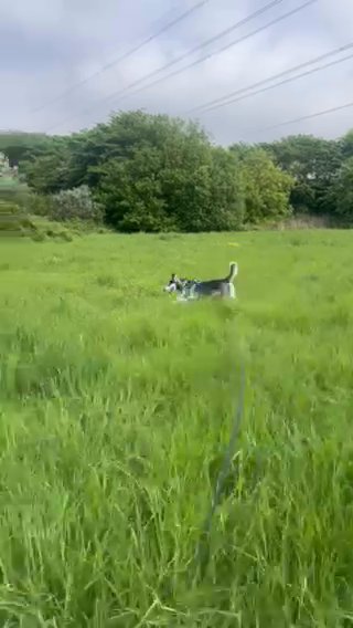 Looking For A Forever Home For 6 Month Male Siberian Husky in Edinburgh