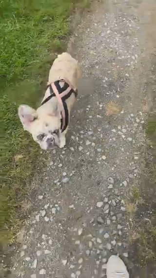 Full Fluffy French Bulldog ? in North East Derbyshire