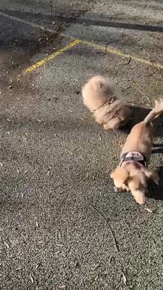 Xxs Pomeranian Female in Cardiff