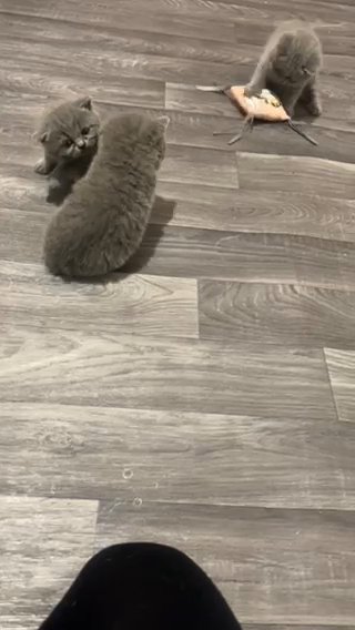 Extreme Quality British Blue Shorthair Kittens in Cardiff