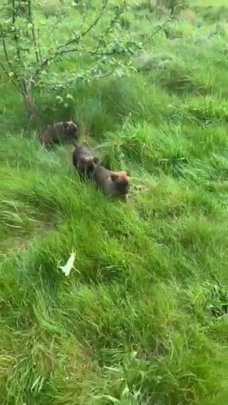 **Dutch Herder Puppies** in Birmingham