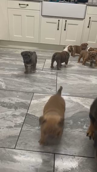 English Bulldogs For Sale in Swansea