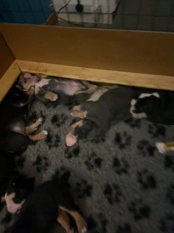 Old English Bulldog Puppy - Olde in Angus