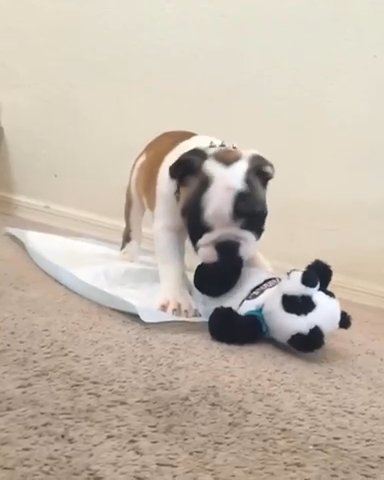 English Bulldog Puppy in London
