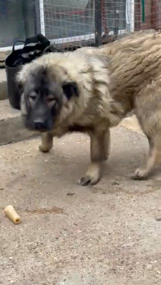 Caucasian Ovcharka Male Very Large Pup Pick Of The Litter in London