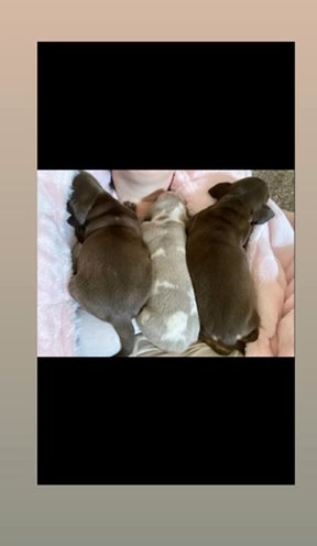 Dachshund Pups in Bradford