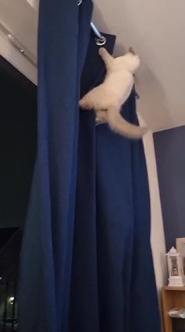 Stunning Ragdoll Kittens 2 Boys Left Ready Now  !! in Sheffield