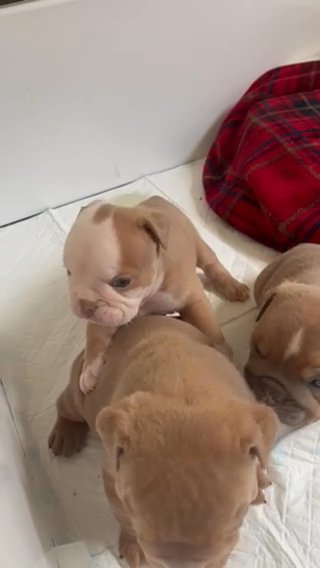 English Bulldog in Swansea