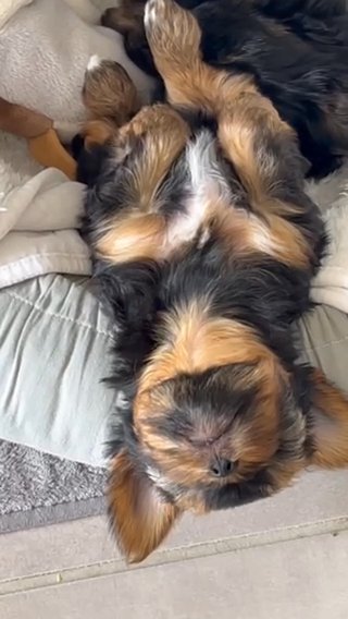 Miniature Yorkie-1 Boy Left in London