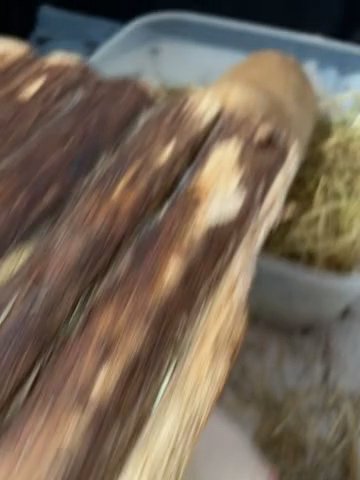 2 Male Guinea Pigs Free in Denbighshire