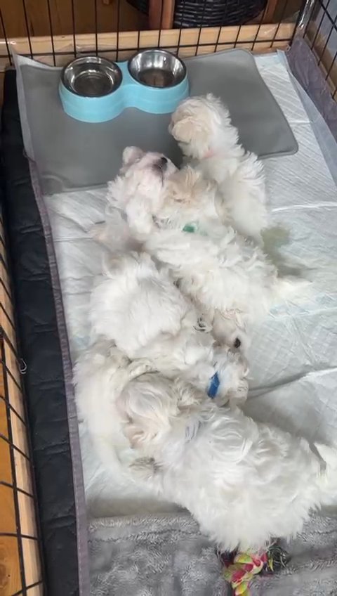 kc registered Maltese puppies in Doncaster