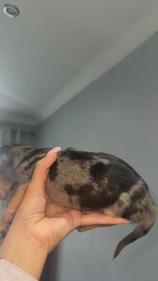 One Short Hair Super Mini Girl in London