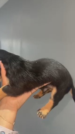 Super Tiny Short Hair Male in London